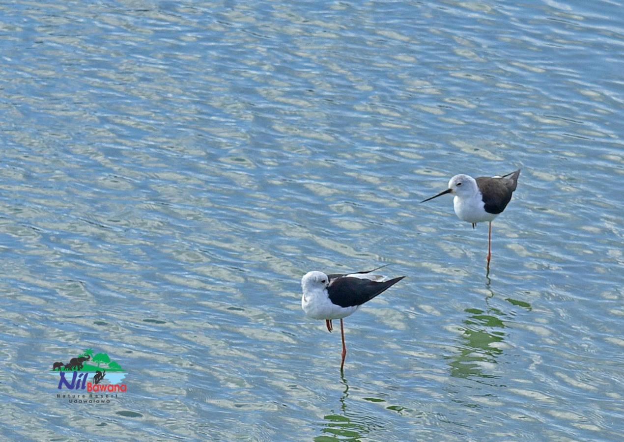 Nil Bawana Nature Resort ウダワラウェ エクステリア 写真